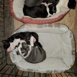 Boston Terrier Puppies from Tellier's AKC Boston Terriers