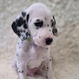 Vale (Green Collar Boy) - White and black male Dalmatian puppy in Centereach, New York from LINY Dalmatians
