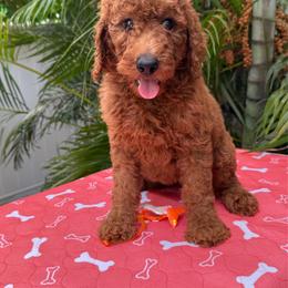 Zara - Red  female Poodle puppy in Fort Myers, Florida from Katherine’s Yorkies and Poodles