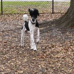 Milo - Poodle
