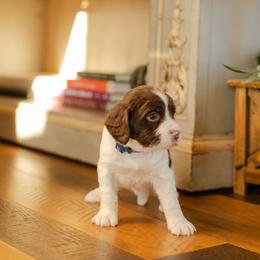 Puppy Boy 7 - Liver and white male English Springer Spaniel puppy in Lynchburg, Virginia from Southern Springers