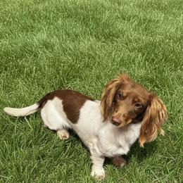Pebbles - Dachshund