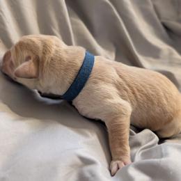 Blue Male - Black male Labrador Retriever puppy in Briggsdale, Colorado from LC Hunting Labs, LLC.