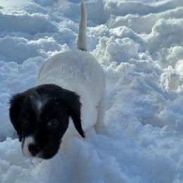 Vexie - Blue belton and tan (tri-color) female English Setter puppy in Tiskilwa, Illinois from First Harmony Farms