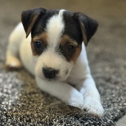 Spur - Tri-color female Jack Russell Terrier puppy in Yakima County, Washington from Saddle Rock Kennels
