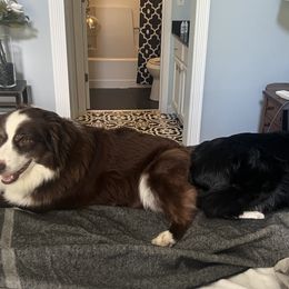 Aussiedoodles from Perfect Connection