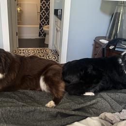 Aussiedoodles from Perfect Connection
