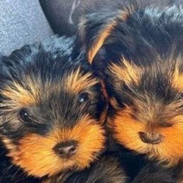 Yorkshire Terriers from Satcher's Hub