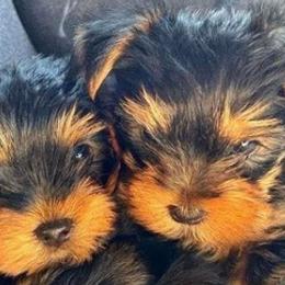 Yorkshire Terriers from Satcher's Hub