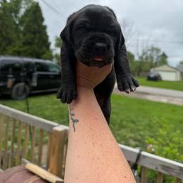 Majestic - Black female Great Dane puppy in Port Clinton, Ohio from LakeSide Danes