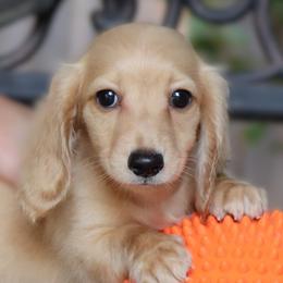 Bohdi - Cream male Dachshund puppy in Azle, Texas from American Dachshunds