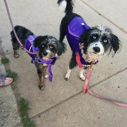 Assorted Doodle Crosses, Aussiedoodle, and Australian Shepherd Puppies from Junipersdoodles