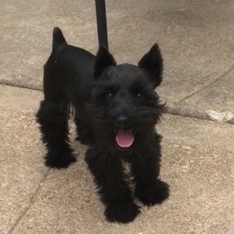 Emmy - Miniature Schnauzer