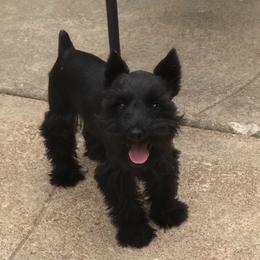 Emmy - Miniature Schnauzer