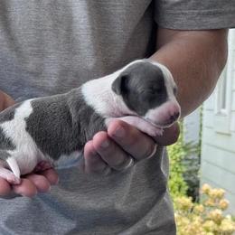 Girl 3 - Blue female Italian Greyhound puppy in Sugar Valley, Georgia from Pinnacle Farm and Kennel