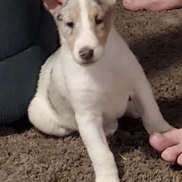 Collie Puppies from Aredhel Collies