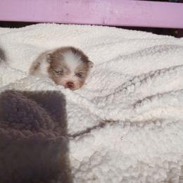 Aurora - Chocolate parti female Pomeranian puppy in Ada, Oklahoma from Once Upon A Puff