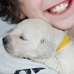 Girl Yellow - Light golden Golden Retriever puppy in California from Gildea Goldens