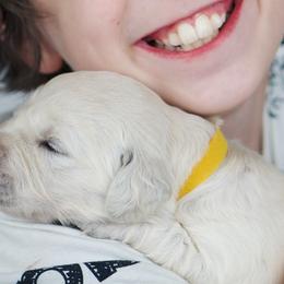 Girl Yellow - Light golden Golden Retriever puppy in California from Gildea Goldens