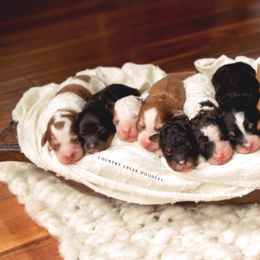 Bernedoodle Puppies from Country Creek Doodles