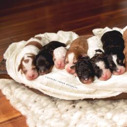 Bernedoodle Puppies from Country Creek Doodles