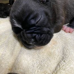 Boxer Puppies from Furevermore Boxers