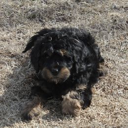 Goldendoodle and Yorkshire Terrier Puppies from Dirty Dogs Pups