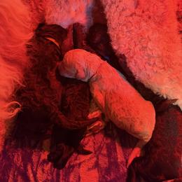 Poodle Puppies from Royal Dixie Poodles