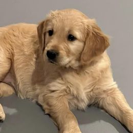 Golden Retrievers from Engelman’s Golden Nuggets