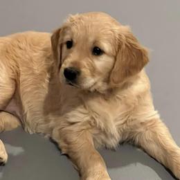 Golden Retrievers from Engelman’s Golden Nuggets