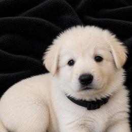 River - White male German Shepherd puppy in New Martinsville, West Virginia from Hunter K-9