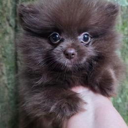 Cherokee pup 2 Bear Paws - Chocolate female Pomeranian puppy in Carrollton, Georgia from B AND R'S POMERANIAN'S