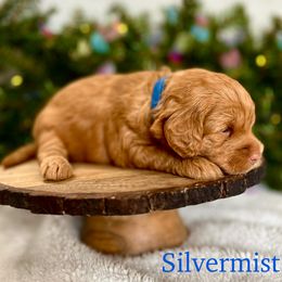 Silvermist - Red  female Goldendoodle puppy in Smithville, Tennessee from Gingerdoodles