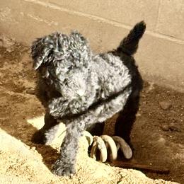 Clyde - Silver male Poodle puppy in Meadowbrook, California from Standard Poodle Pups