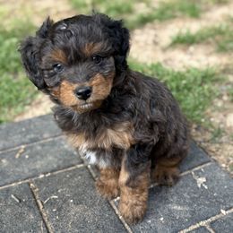 Ash - Blue merle Aussiedoodle puppy in Holly Springs, North Carolina from Whiskey River Doodles