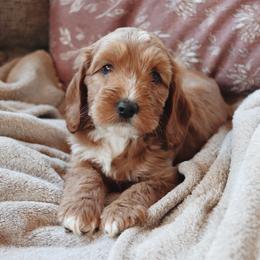 Biscotti - Apricot male Goldendoodle puppy in Atlanta, Georgia from Cedarcrest Goldendoodles