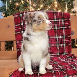 Rocky - Red merle male Miniature Australian Shepherd puppy in Missouri from B&M Cottonwood Canines
