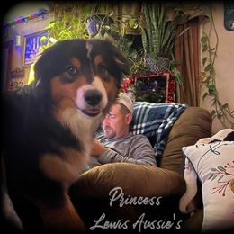 Australian Shepherd and Pembroke Welsh Corgi Puppies from Lewis Aussie’s & Corgi’s