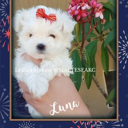 Maltese Puppies from Leslie's Maltese