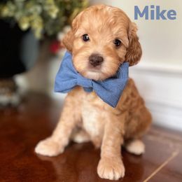 Australian Labradoodle Puppies from Berrybrook Doodles