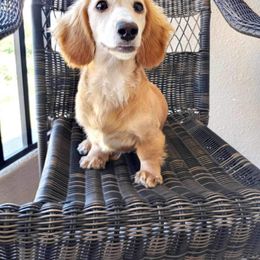 Dachshund Puppies from Mr. Wieners Dachshunds and roxiesdoxies