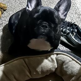 American Bully and French Bulldog Puppies from Bolt Action Kennel