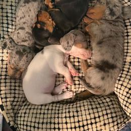 Dachshund Puppies from Seven Hills Arkansas