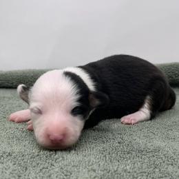 Elsa - Black and tan female Pembroke Welsh Corgi puppy in Waco, Texas from The Comma Corgis