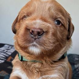 Rio - Red  male Goldendoodle puppy in Pine Grove, California from Lundee Doodles