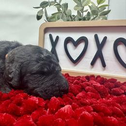 Double Doodle and Goldendoodle Puppies from Sturgeon River Doodles