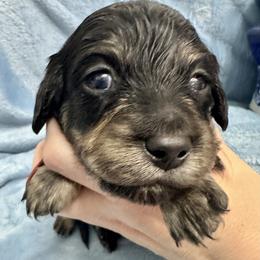 Foster - Black and cream male Dachshund puppy in Memphis, Tennessee from River City Doxies