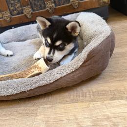 Nyx - Black and white female Alaskan Klee Kai puppy in North Las Vegas, Nevada from Kyrie's Alaskan Klee Kai