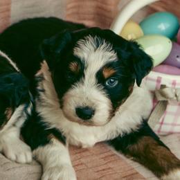 Murphy - Black tri-color male Australian Shepherd puppy in Cotati, California from Tried and True Aussies