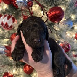 Rita - Chocolate female Goldendoodle puppy in Prosperity, Pennsylvania from Stelladoodles & Company